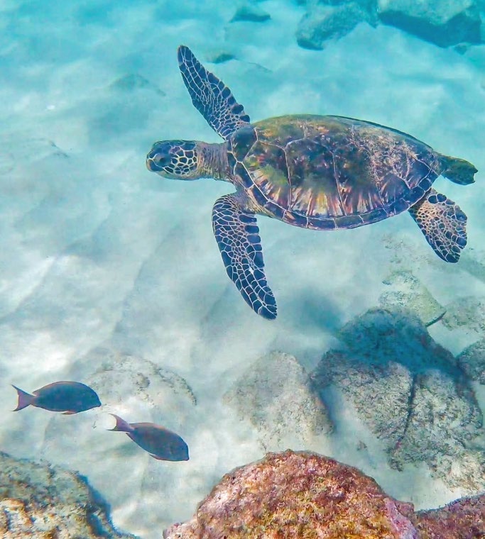 ハワイの海を泳ぐホヌ